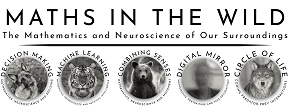 Math in THE WILD logo